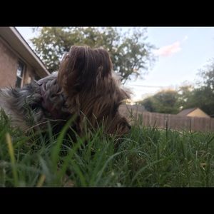 Meet your Posher, Daisy